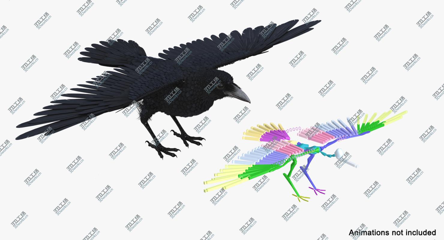 images/goods_img/2021040162/Common Raven Rigged 3D model/3.jpg